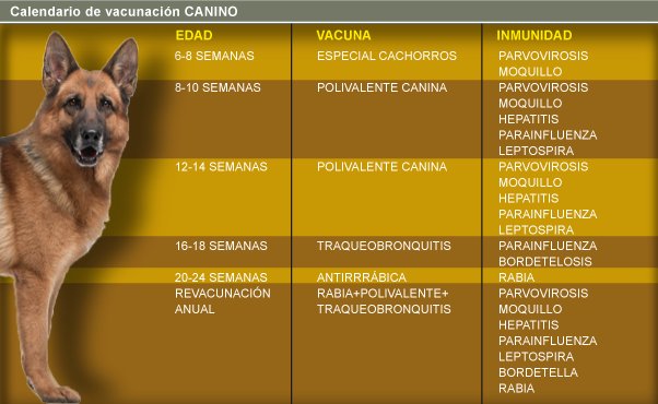 ¿Consulta a nuestro veterinario cuando debes vacunar a tu #mascota?
#Hernani #Donostia #SanSebastian #Gipuzkoa #Perros