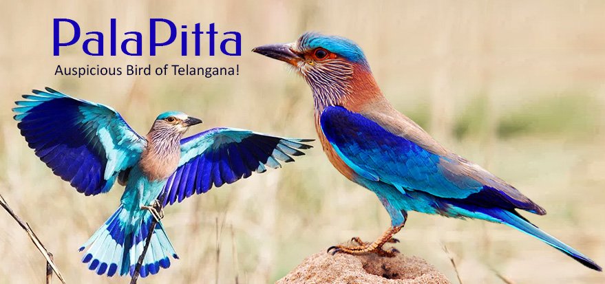 #PalaPitta, the #IndianRoller is a symbol of Telangana’s unique identity, as its state bird. The bird evokes respect and admiration from the people of this region!
#StateBird #PalaPitta #IndianRoller #TelanganaStateBird