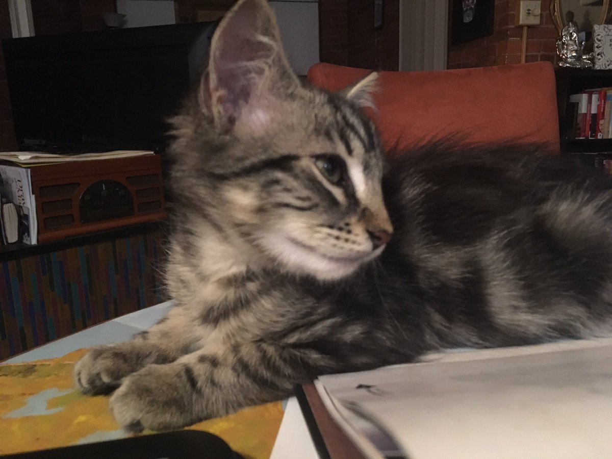 CTCatConnection's tweet image. It's #GivingTuesday2017 and we hope you'll consider donating our cats. Each donation helps provide food, shelter, and medical care for cats in need. To donate visit ctcatconnection.org/get-involved/d… #thankyou #CatsOfTwitter #connecticut