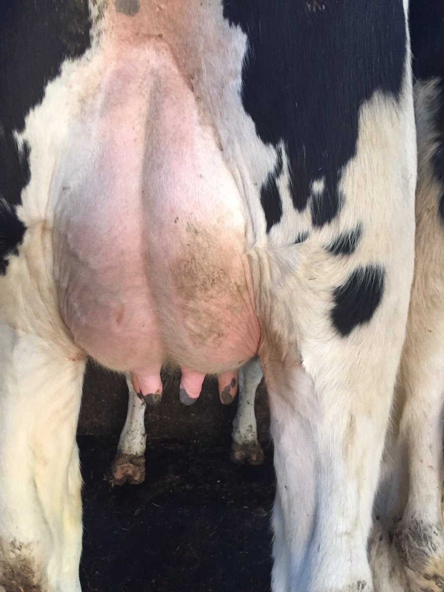 In Luxembourg buying cows and have 10 spaces on lorry anyone wanting fresh milkers this week or incalf heifers please get in touch asap for cattle at cost price !!