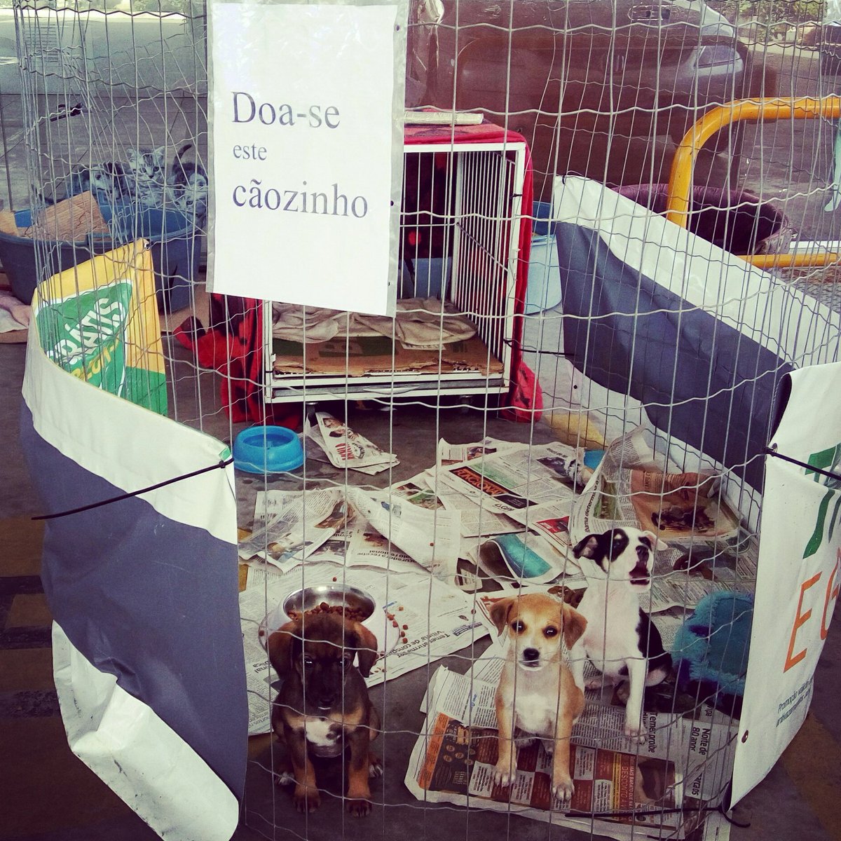 TVRestinganaWeb's tweet photo. Estes cãezinhos estão para doação no posto BR da Edgar Pires de Castro (quase com Gedeon Leite). O dono deste posto dá abrigo a vários cães. Todos têm cama, água e ração. Quem for até lá irá se apaixonar por eles 😍
#cães #doação #postoBR #PortoAlegre #zonasul #AdoteUmCãozinho https://t.co/tK5Atmwx7p