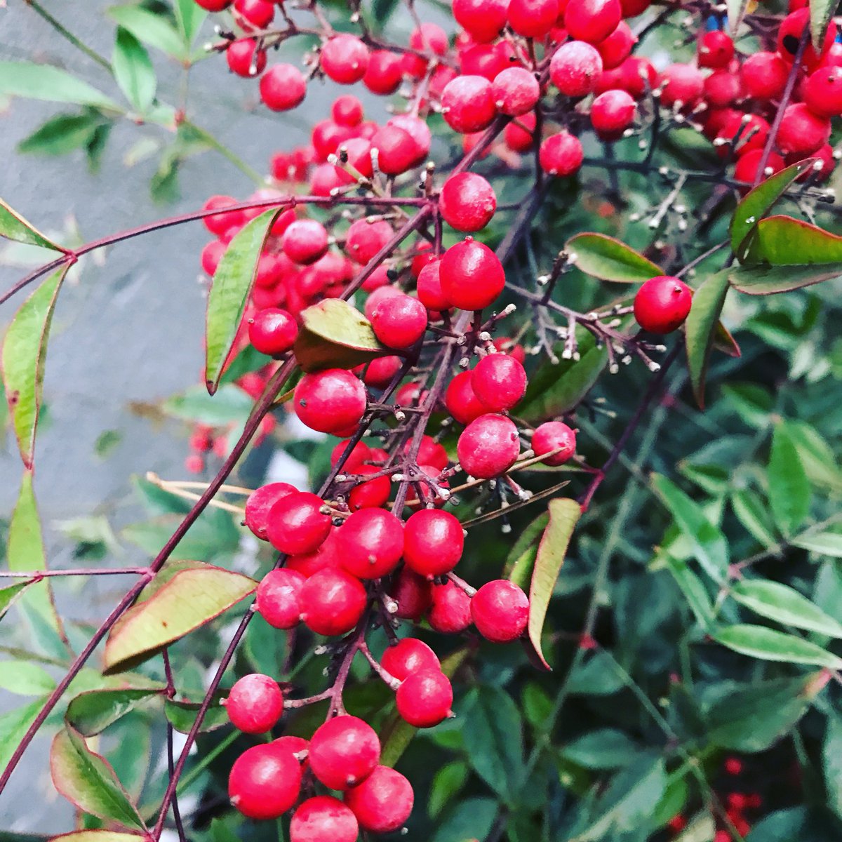 plantingworks's tweet photo. One of my favourite evergreens Iโll be planting up this week - beautiful colour at this Christmassy time of year is Nandinia domestica #plantingworks #evergreen #plants #berry #christmas https://t.co/53eSqkVpDn