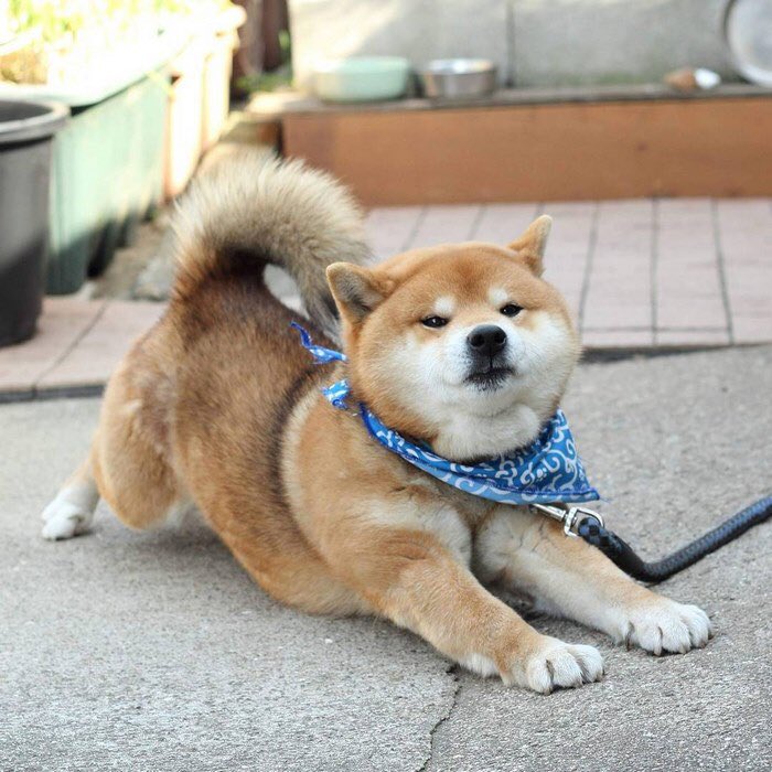 Vote_Jung's tweet photo. Happy Holidays Tigenopia! Hope everyone had a great Thanksgiving - now it’s time to get down to business! Here’s a cute dog to make your Monday a little better. #Tigenopia2017 https://t.co/PIFeSFzof9