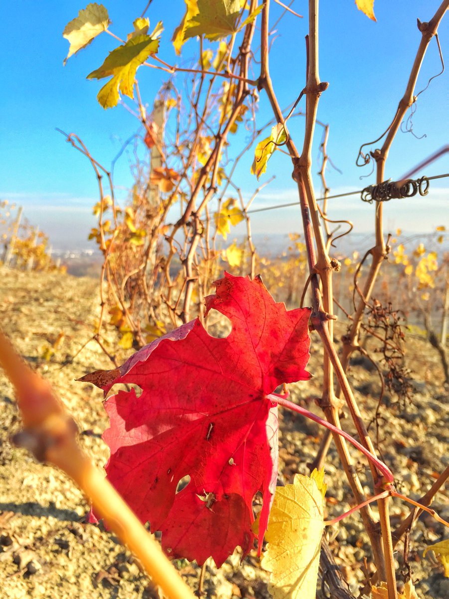 AlbeMarello's tweet photo. Batte forte il cuore #Monferrato https://t.co/5zY1BPsast