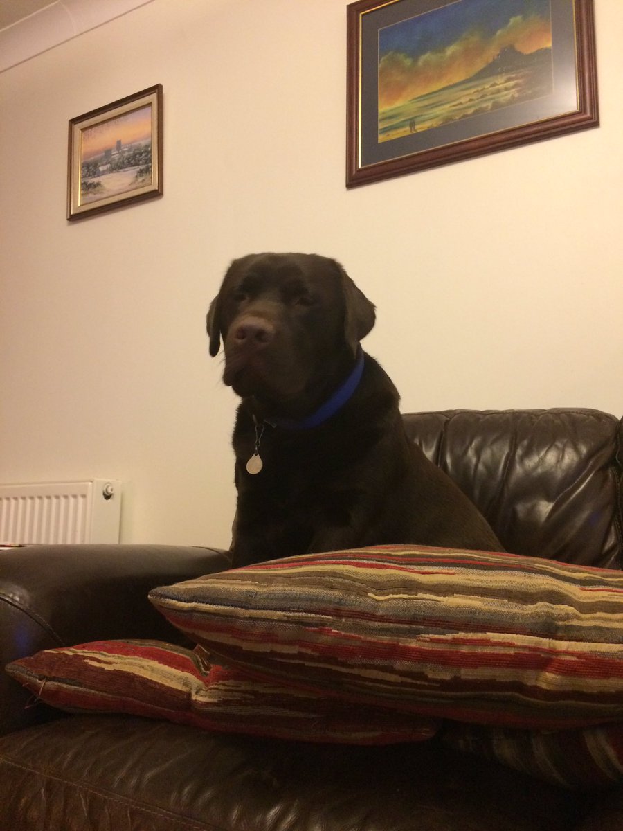 RileyLabrador tweet picture