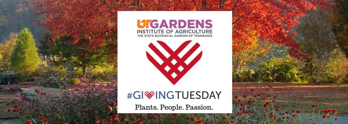 utgardens's tweet photo. #GivingTuesday! If you value the beauty, education, and respite UT Gardens, Knoxville provides our community, please help us ignite the same passion in others. Follow this link to donate: https://t.co/ovpS1Rza9V. Thank you for your support! #UTGKnox @UTIAg @UTPSDeptHead @utkplsc https://t.co/EF5v8YsAdS