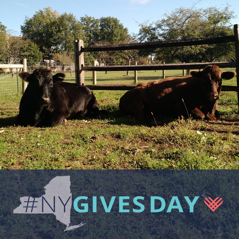 #NYGivesDay is today! Join the MOOO-vement to help #NewYork State #nonprofits like us in reaching our fundraising goals. Any amount helps! Make your donation today at nygivesday.org/organizations/… #nycfarm #givingtuesday #charitablegiving <a href="/NYGivesDay/">#NYGivesDay</a>