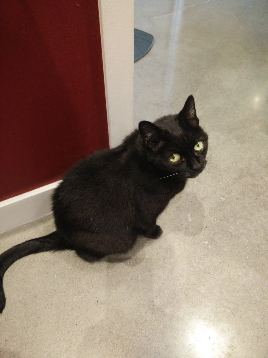 lapama's tweet image. Ne me kitty pas...