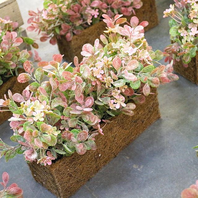 New post (Морозная зелень... здорово, да? Смотрите, словно иней на веточках!😍 это к ...) has been published on  - blog.alseed.ru/2017/11/27/%d0…