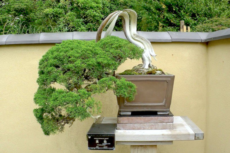JapanNajimu's tweet photo. The beauty of Japanese Bonsai Trees https://t.co/1Q0oXQXtos #Japan #visitJapan #Japaneseculture #Japanesehistory #bonsai https://t.co/K0NWuIoDu5