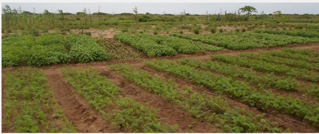 UPA_DI's tweet photo. [À LIRE] Lancement officiel du Pasafred: Une bouffée d’air pour l’agriculture familiale au Bénin https://t.co/nCd7QT7dlg  #pasafred #bénin #upadi https://t.co/CNaO7hiP8j