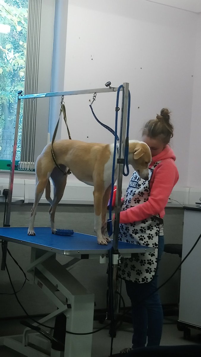 RHC_Canine's tweet photo. Busy city and guilds Level 2 students- book an appointment today
#grooming # dogs https://t.co/sHCME9OKUG