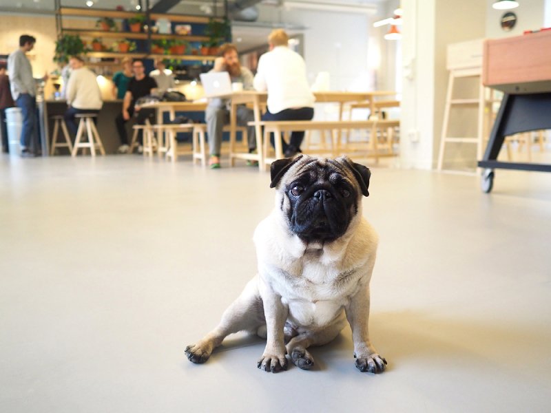 mustardjobs's tweet image. We know that dogs make everything better, Stockholm's creative agencies agree! zurl.co/jQ2ra @byrahundar #studiodog #takenotetuesday #mustardloves