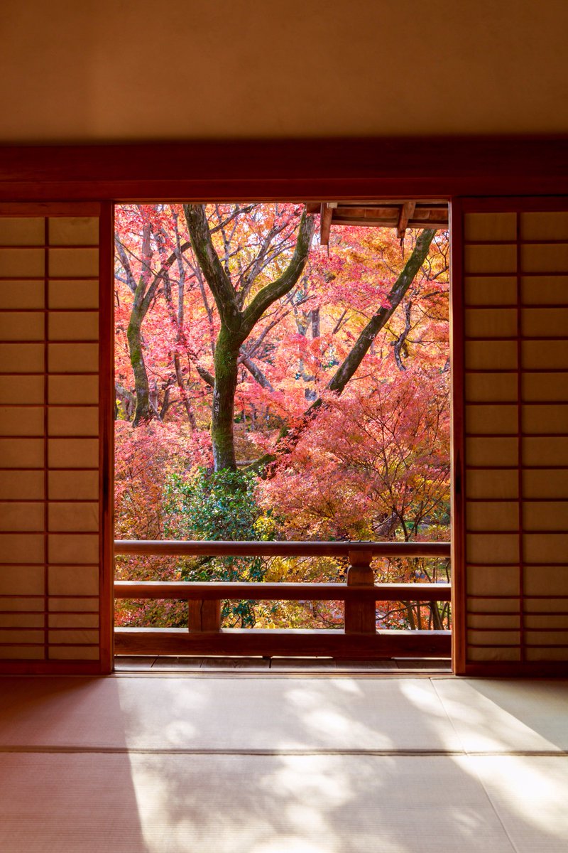 からす 昔の日本は 家の中に絵を飾るのではなく 外の景色を絵のように楽しんでたんだって 京都 宝筐院 秋 紅葉 額縁 写真