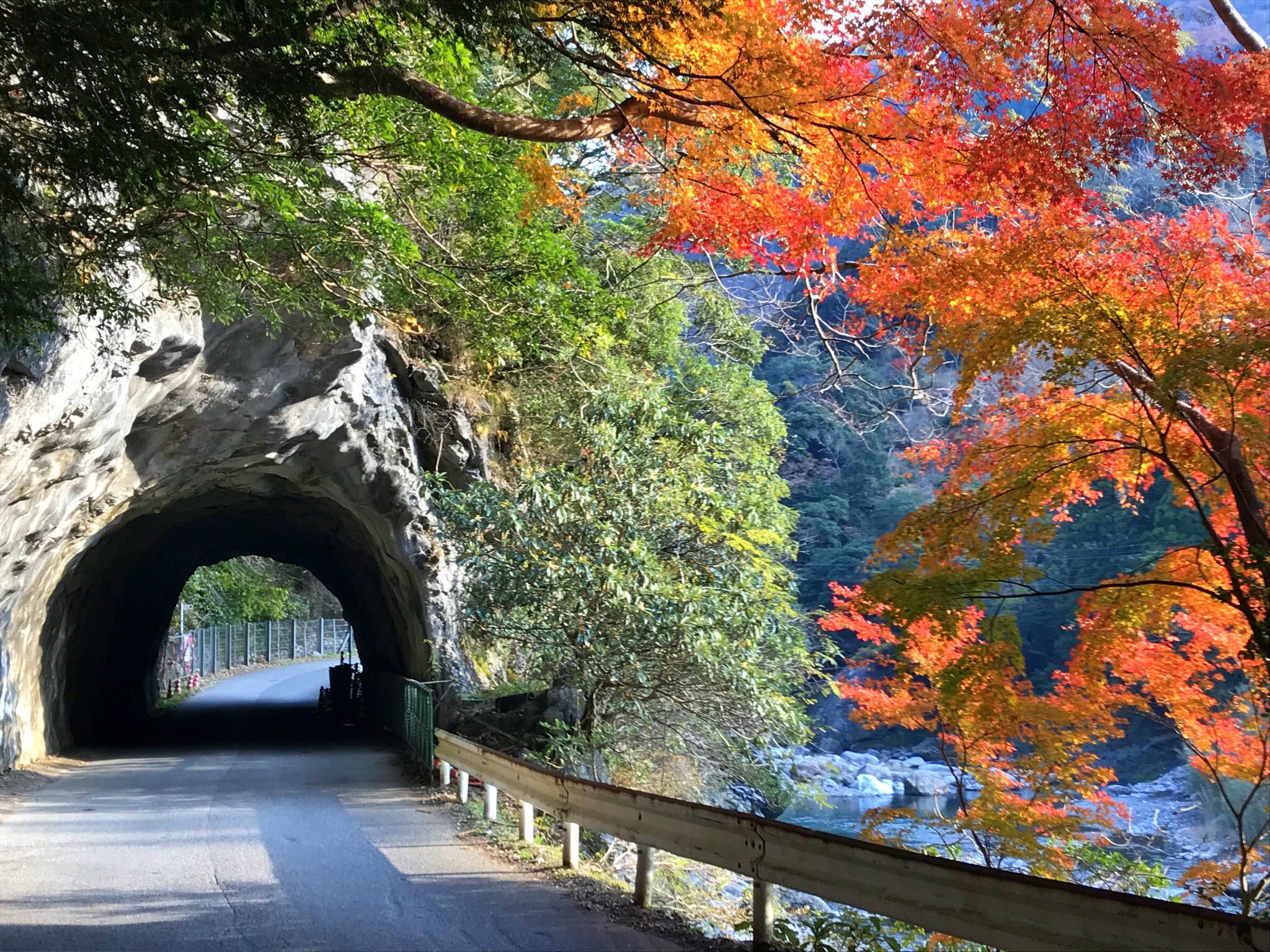 テントテントツアーズ 紅葉情報番外編 佐伯市の中でもお隣の本匠の紅葉 一斉にピークを迎えてます オススメは 大水車前の洞窟チックなトンネルとのコラボ 大分県 佐伯市 本匠 紅葉 秋 大水車 キャンプ場 洞窟 トンネル インスタ映え