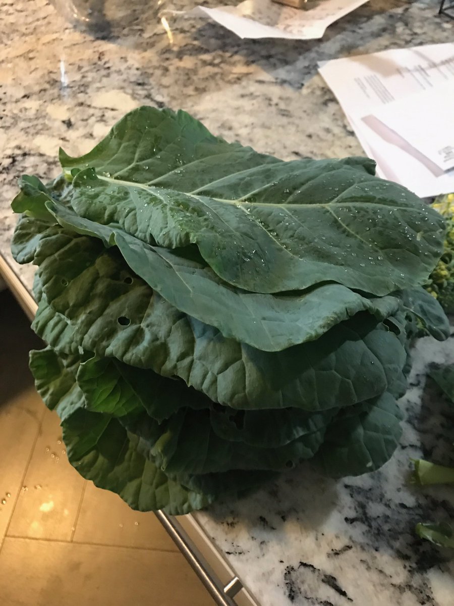SarahsATX's tweet photo. Harvested some mustard greens this morning from the garden! Can't wait to cook them. #garden  #greenthumb #freshproduce #gardenerintraining https://t.co/lItM6rhUNV