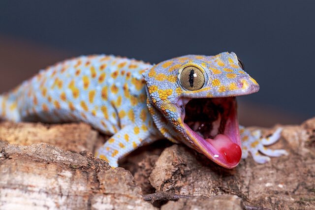 ChemSoc (@uoschemsoc) on Twitter photo Hope you're all as excited as this gecko is about hearing from <a href="/Dr_GHill/">Grant Hill</a> about intermolecular forces in our Charles Stirling lecture at 1pm in Dainton LT1 tomorrow! #InspireGenius #ILoveGeckos Hope you're all as excited as this gecko is about hearing from <a href="/Dr_GHill/">Grant Hill</a> about intermolecular forces in our Charles Stirling lecture at 1pm in Dainton LT1 tomorrow! #InspireGenius #ILoveGeckos