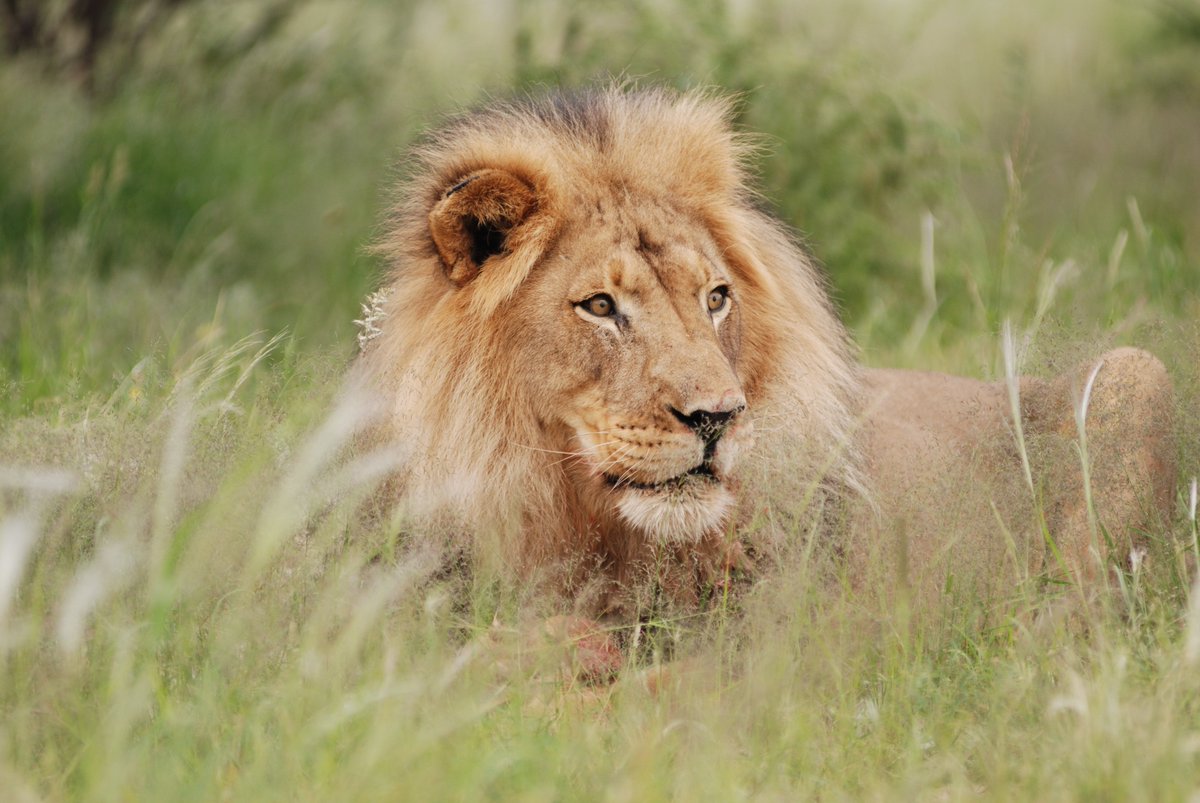 afrika4you's tweet photo. Discover #Lions on #Safari in #Namibia.
#travelphotography #wanderlust #wildlife #wildlifephotography https://t.co/AQuWOiOmBQ