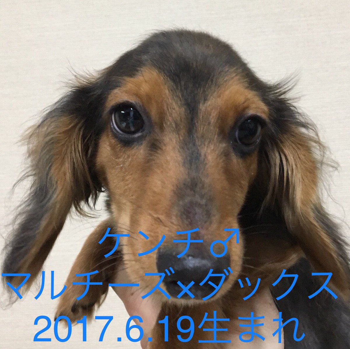 Uzivatel 保護犬カフェ 鶴橋店 Na Twitteru キャンプ 後ろ足ふらつき ケンチ てんかん疑い 鶴 右前肢跛行 Meru 唾液腺腫れ 面会の場合は事前にお電話してください 現在は鶴橋店にはいません パピヨン キャバリア スピッツ ミックス犬 里親募集 保護犬