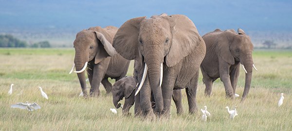 JollyReindeer's tweet photo. It's #GivingTuesday! Think about how you can give a #Christmas gift that keeps on giving. For wildlife lovers... https://t.co/B7rJOvNLVP https://t.co/iUwDw6NF8P