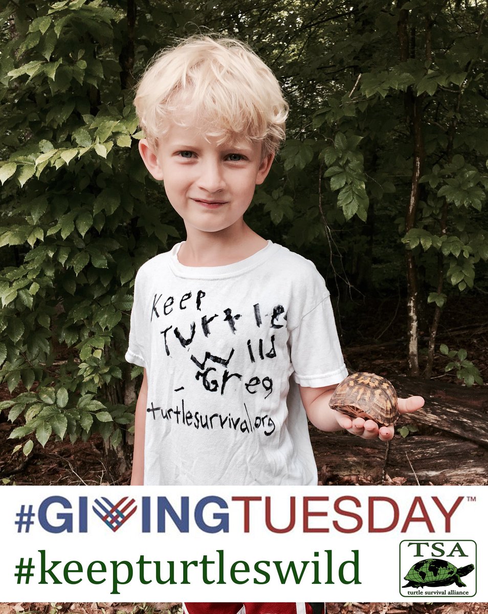 TurtleSurvival's tweet photo. "Turtles live in awesome habitats and have cool shells. Keep turtles wild." - Greg
#GivingTuesday
#KeepTurtlesWild
Donations are doubled!
$50+ memberships or donations-pick a shirt! $100+ &amp; get a Burmese Star Tortoise print!
https://t.co/GmxZJpXzvj
*must log in/create an account https://t.co/5pWdCPU9np