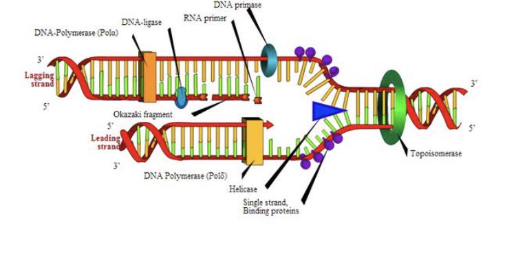 fattig_lili's tweet photo. #106F17week14 @UNKBiol106CW https://t.co/ODuQFWH47u
