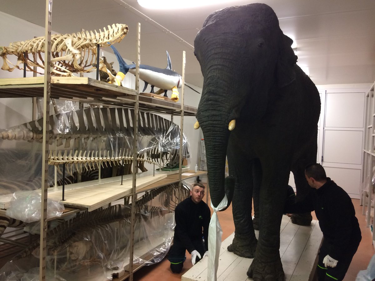 Retour de Fanny éléphant emblématique du muséum d’histoire naturelle #Bordeaux