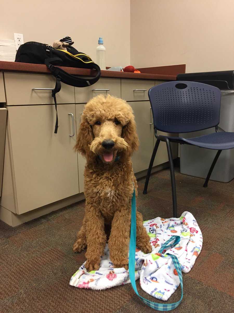 HammyPoodle's tweet photo. What? I am mostly on my spot. How about 1 pet for each paw on my spot? It would work better if you spread my blanket out more. #servicedogtraining with #hammytheservicepoodle #foundationforservicedogsupport #servicedog #poodle https://t.co/9PAYXzQ9M9