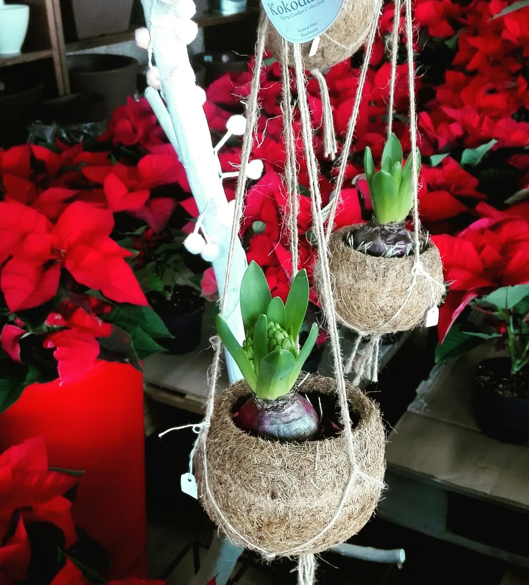 terras_jardin's tweet photo. #flores #jardindelagaxia #Flowers #bloem #Blume #seixo #marin #pontevedra #galicia #kokodama #urbanjungle #urban #stringgarden #interior #plantlover #greenlifestyle #decoration #greenplants #instaplant #botanical #plantpower #conceptstore #coconut #farmerflorist #dsfloral https://t.co/idDTrtt4uH