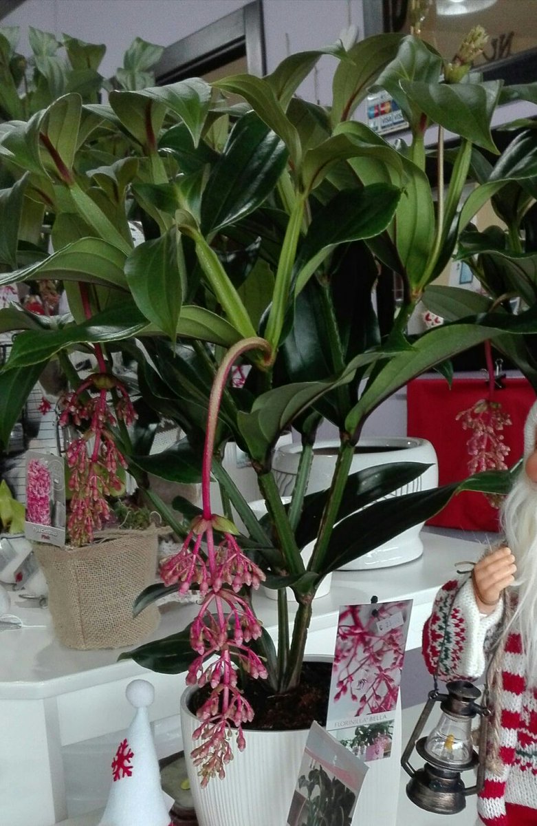terras_jardin's tweet photo. #flores #jardindelagaxia #Flowers #bloem #Blume #seixo #marin #pontevedra #galicia #kokodama #urbanjungle #urban #stringgarden #interior #plantlover #greenlifestyle #decoration #greenplants #instaplant #botanical #plantpower #conceptstore #coconut #farmerflorist #dsfloral https://t.co/tGsINQ55up