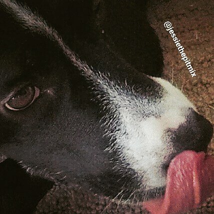 Jessiethepitmix's tweet photo. Happy T๐
T everypawdy!๐พ๐๐ #jt #tongueouttuesday #curlyq #boop #closeup #gopro #session5 #pitmixrescues #rescue #bullymixrescues #bullbreedadvocate #saveshelterdogs #rescuedpetsofinstagram #rawfooddiet #rawfeddogs #educatedontdiscriminate https://t.co/KAgs1De4M4 https://t.co/iUsRCFZ02S