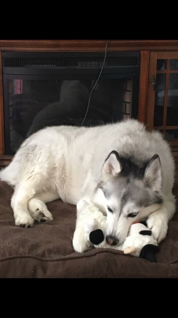 HoldonDillon's tweet photo. @thegreatkhalid my husky was a recuse and he’s such a blessing blessing to my family, recuse dogs should be more appreciated than store bought dogs https://t.co/ks5tw342lL