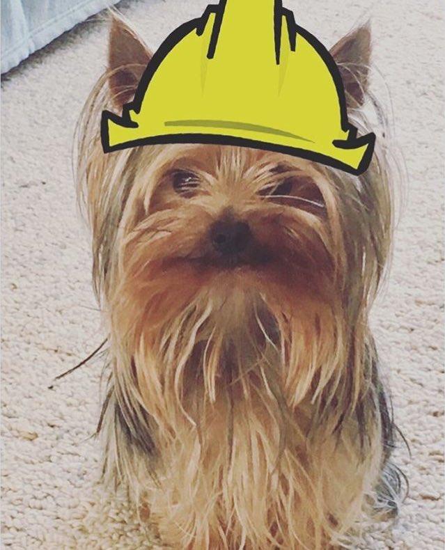 For #GivingTuesday we’re featuring this cute &amp; generous little pup <a href="/_julieclarkart_/">Julie Clark Art</a> who already sponsored a book for children in need this year! If you’d like to help bring the cat in a yellow hat @oliverpoons to children in need, visit oliverpoons.com/donate