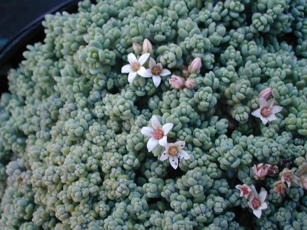 Plants growing in the Colosseum include very rare species like Asphodelus Fistulosus (L) & Sedum Dasyphyllum (R), which are sheltered by the arena, a sanctuary from the urban environment outside.But whether these came here on the pelts of lions, we may never know for sure.