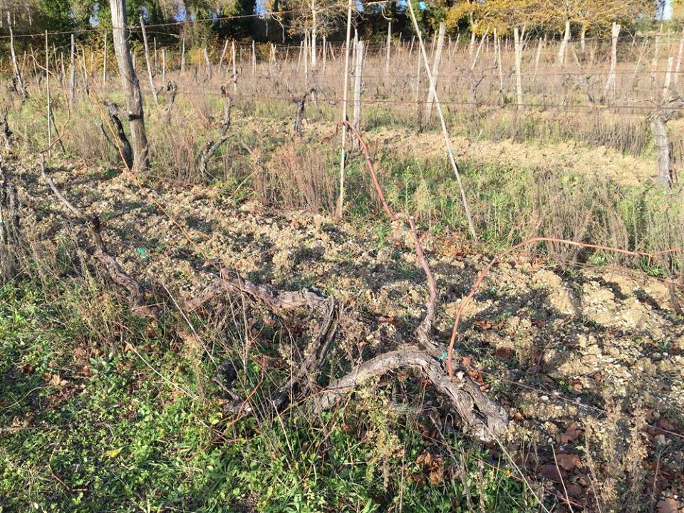 provima1932's tweet photo. Una storia che ci regala sapori unici...
In questi scatti un vigneto di 75 anni appena potato!
#CantineProvima #VerdicchioMatelicaDoc #Verdicchio #Matelica https://t.co/Vcpo9LVbQe