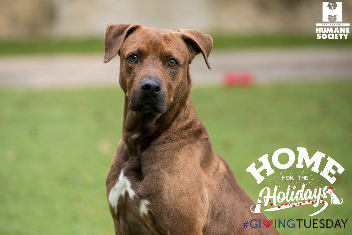 sahumane's tweet photo. It is officially #GivingTuesday! By donating to the SAHS today you are helping provide care and shelter for pets in need! Just visit https://t.co/DpJYbAxhhB and give the gift of a home for the holidays! #HelpPetsInNeed #NonProfit #NoKill https://t.co/5uSve2EdmZ