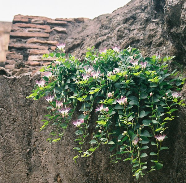 Thanks for listening! As a bonus, here’s a picture someone took of a rebellious caper plant still growing on the Colosseum wall, in defiance of security…