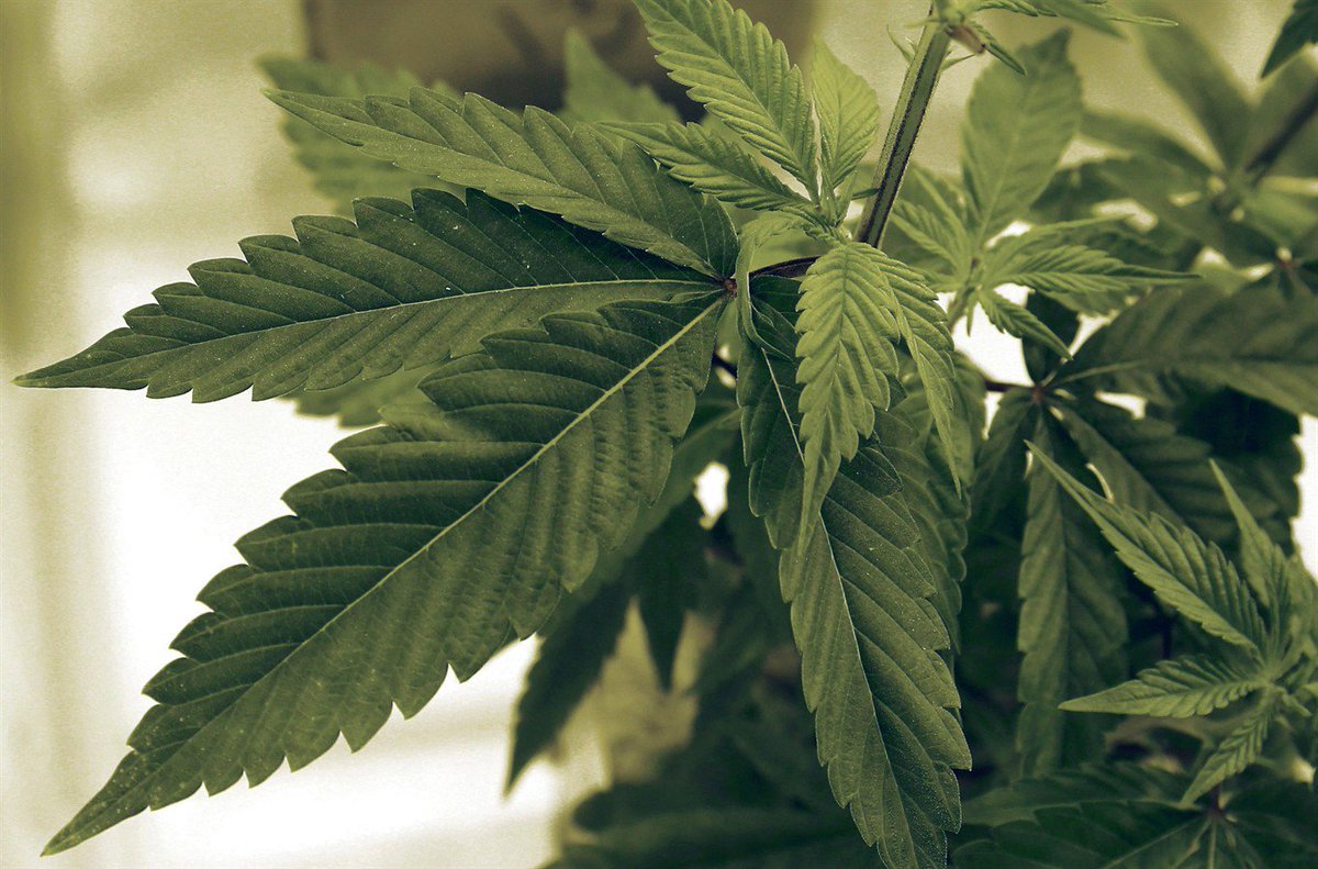 Federal marijuana legislation approved by Commons, moves on to Senate: bit.ly/2k5psYK https://t.co/Gzevt054ZA