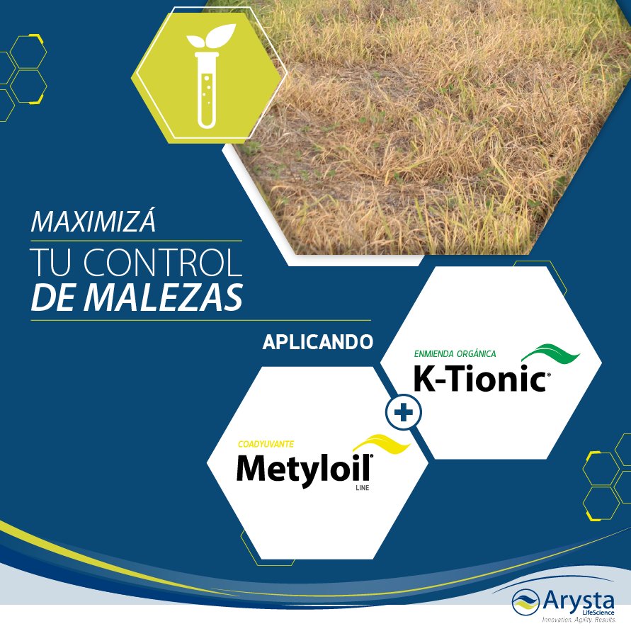 ArystaArgentina's tweet photo. ➡ Aplicá tu graminicida junto con #Metyloilline y #KTionic para maximizar el control de malezas 🌿🤠 Un coadyuvante a base de aceite metilado de soja y una enmienda orgánica que mejora la traslocación del producto dentro de la planta controlando mejor y más rápido a las malezas. https://t.co/vOIYPSnnB0
