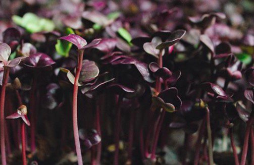 CoeuretSolUF's tweet photo. #NowGrowing: Purple Sango Radish #microgreens! A mildly spicy green with a deep purple beauty to make any plate pop. Currently taking clients in the Essex County area! There a few spaces left for our weekly deliveries, pm or email for details ✨ https://t.co/JpKpTdStn5