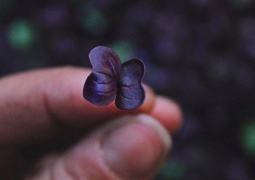 CoeuretSolUF's tweet photo. #NowGrowing: Purple Sango Radish #microgreens! A mildly spicy green with a deep purple beauty to make any plate pop. Currently taking clients in the Essex County area! There a few spaces left for our weekly deliveries, pm or email for details ✨ https://t.co/JpKpTdStn5