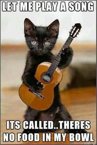 ClassesOnClark's tweet photo. Don’t forget to swing by at noon today day for Pickin Flat &amp; Fingerstyle. All welcome, furry or not. $20 drop-in. Details in bio. #guitarclass #chicagoguitar #guitarteacher #fingerstyleguitar #andersonville https://t.co/wHrTrUh51F