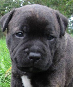 ATA_by_BDM's tweet photo. Oakley, un Staffordshire Bull Terrrier en route pour Indianapolis - https://t.co/GVEQLdc7cL https://t.co/uEfNJ5EVuv