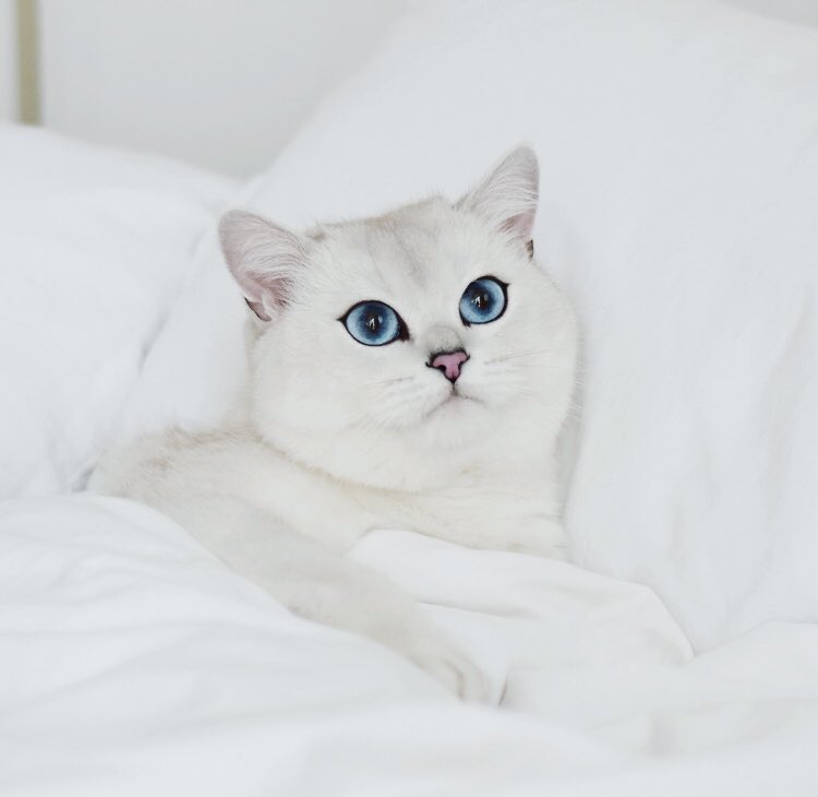 Coby The Cat tweet media