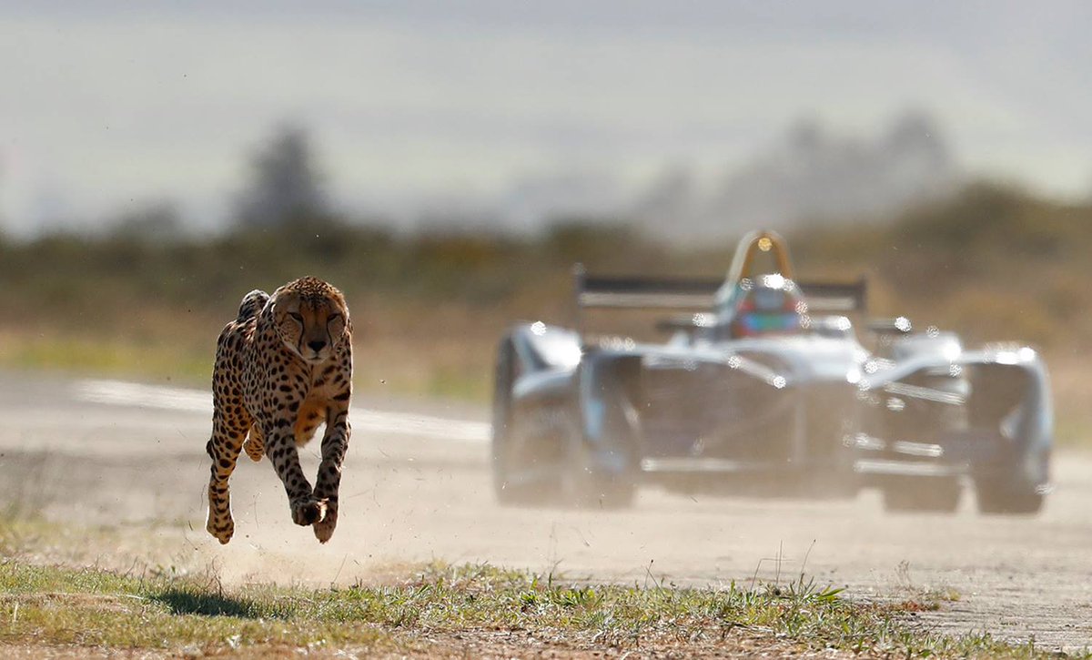 The all-electric <a href="/FIAFormulaE/">Formula E</a> car and the world’s fastest land mammal, the cheetah, can both reach speeds of 0-60mph in 3 seconds. Click the link to watch them go head to head in a race &amp; see who wins! The new Formula E season begins in Hong Kong on 2 Dec. ow.ly/Tg2O30gRRmt