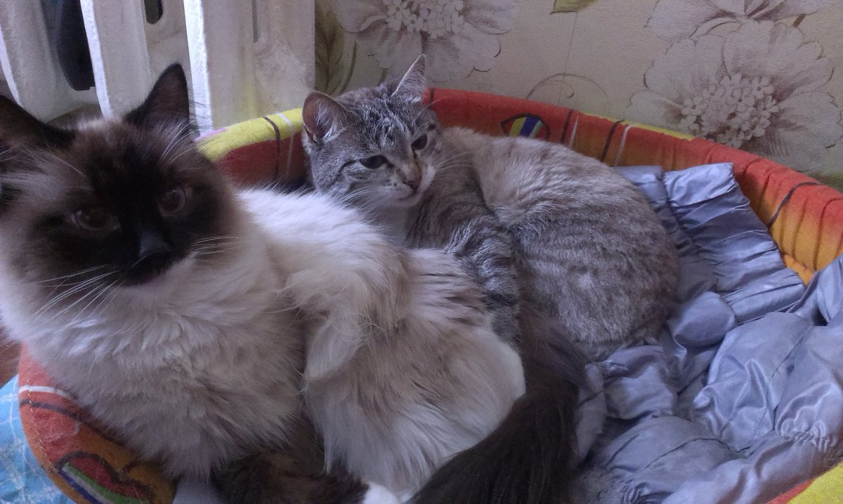 DARRYHELL's tweet photo. Мои зайки https://t.co/CYW4ZasyMp