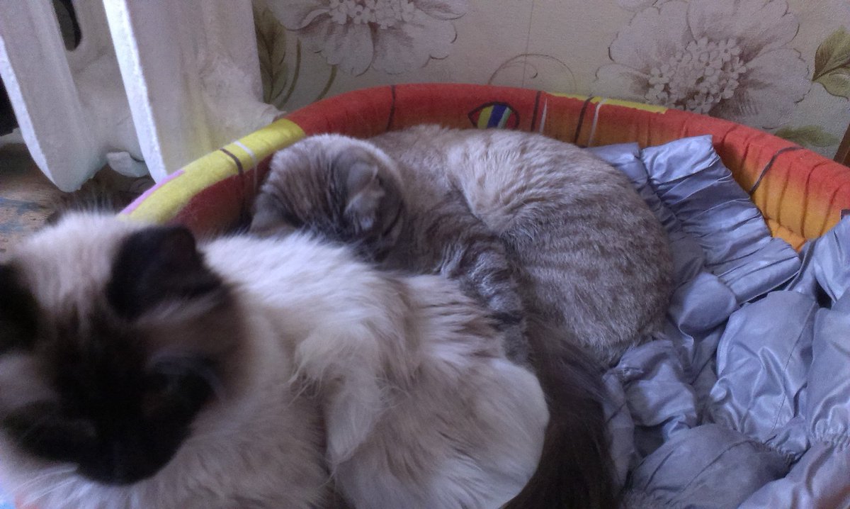DARRYHELL's tweet photo. Мои зайки https://t.co/CYW4ZasyMp