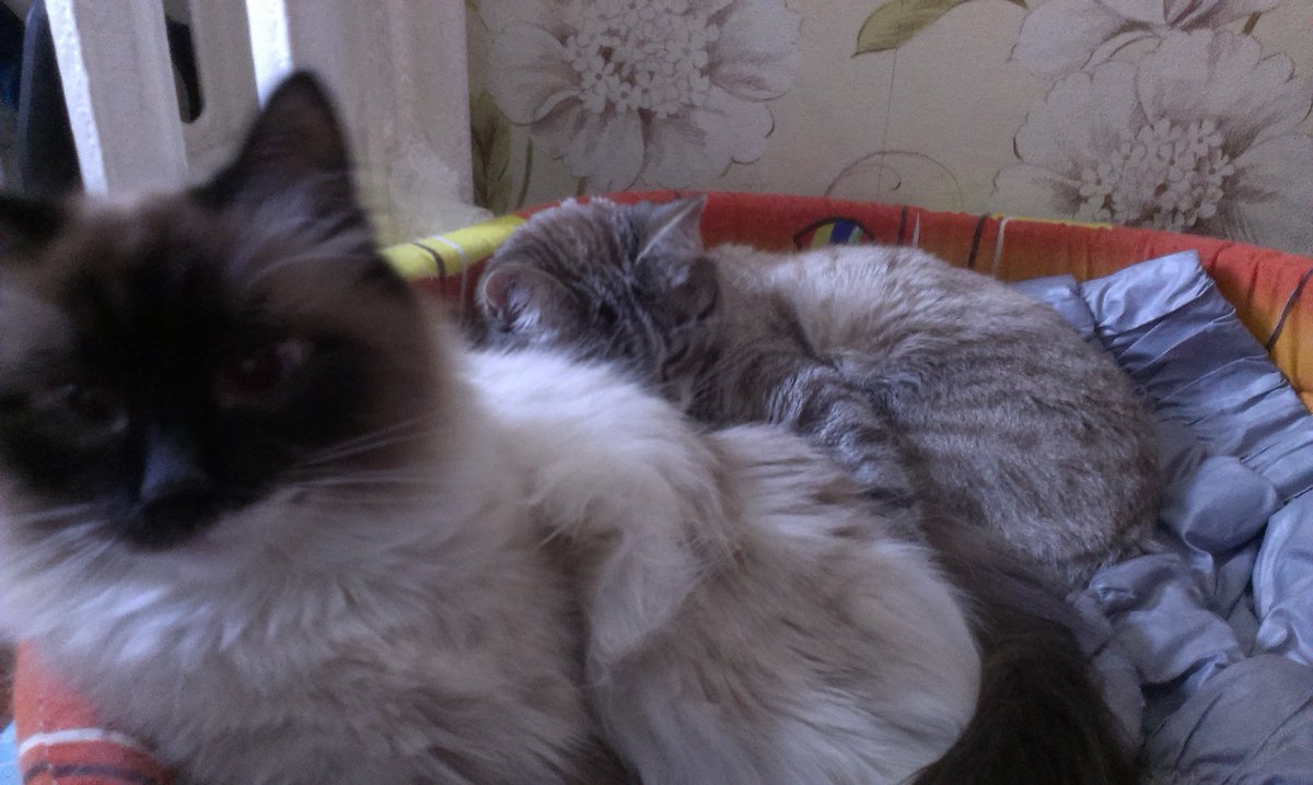 DARRYHELL's tweet photo. Мои зайки https://t.co/CYW4ZasyMp