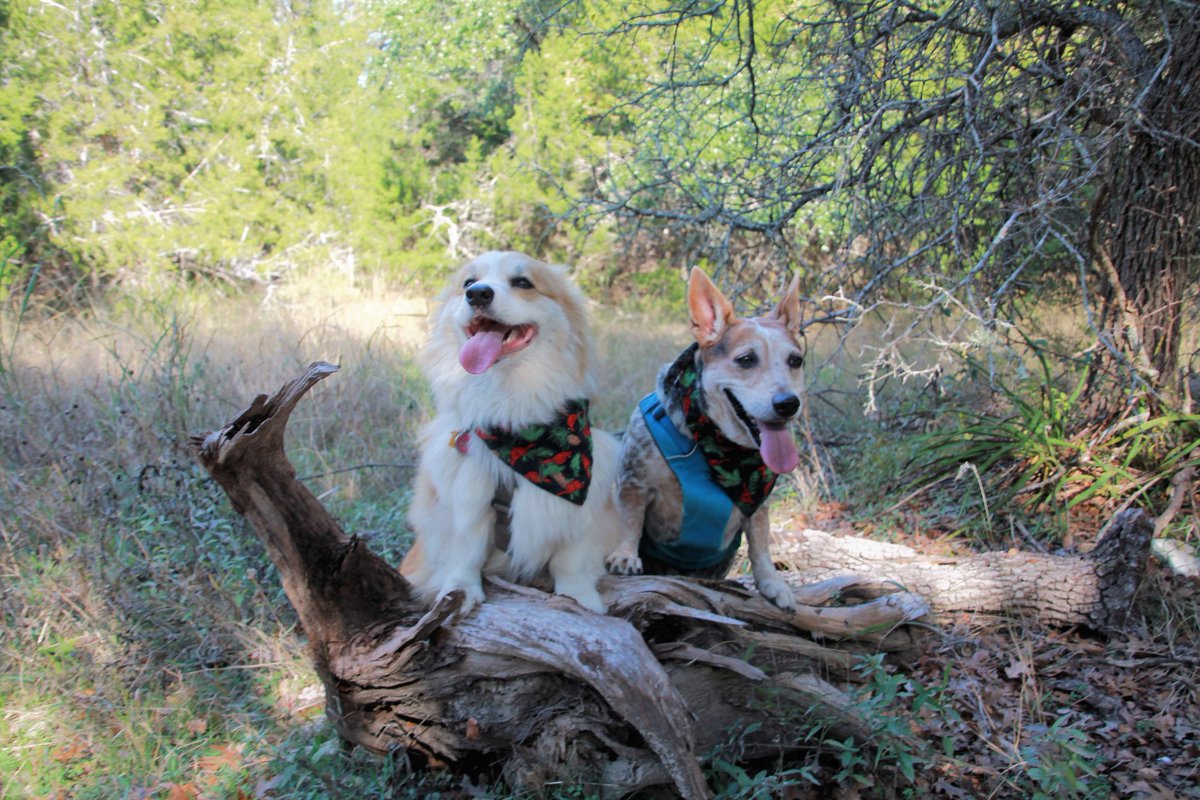 txfiddleJulie's tweet photo. Happy corgi girls #Middythecorgiheeler #Perlethecorgi #corgi #atx #corgisisters https://t.co/wk0kKglS5A