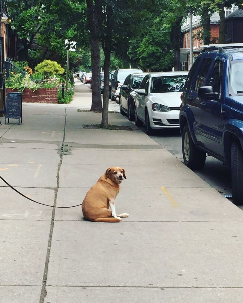 Dogs_Waiting's tweet photo. Sittin' pretty.
📷 @lisagarbageface 
#dogswaitingpatiently #dogsoftoronto #DWP #lildogs #dogs #dogswaiting #dogsofinstagram #petsofinstagram #petsoftoronto #breedlove #petlove #toronto #bestfriend #happydog #goodboy #guarddog #littledogs #smalldogs #fuzzbud #waitingdogs #smal… https://t.co/ybJc1eqtdL